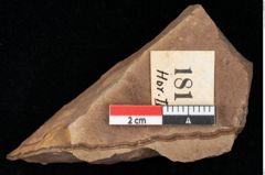 Foto (Detailansicht) von Glyptostrobus ungeri Heer (NHMW-GEO-2024-0188-0181)